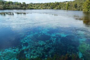 ターコイズブルーに透きとおるテ・ワイコロプペの泉の水面と、水底まで見える湧出口
