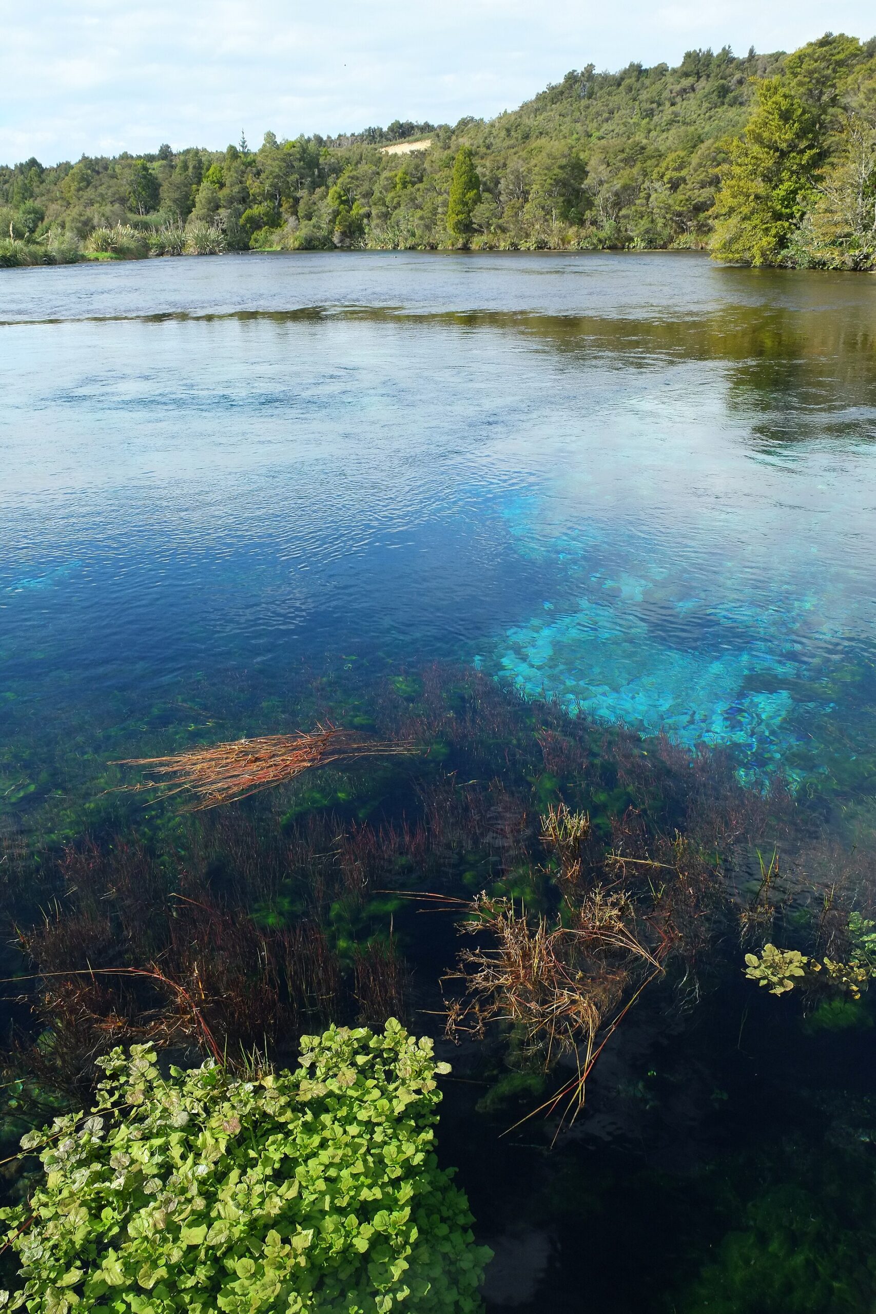透明な水の中で揺れる水生植物と、奥に広がる青く澄んだ湧水域