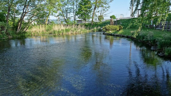 安曇野わさび田湧水群の澄んだ流れと土手の緑