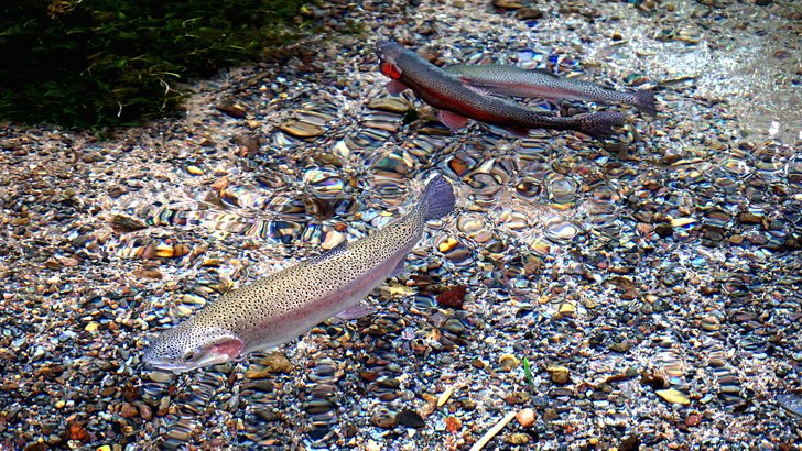 天の真名井の澄んだ水と、水中を泳ぐ魚