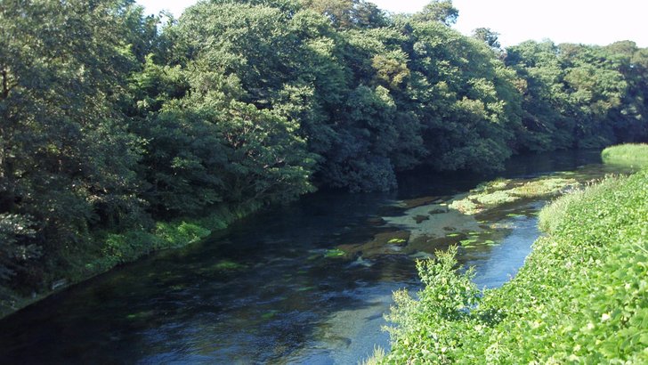 緑に囲まれて流れる柿田川の清流