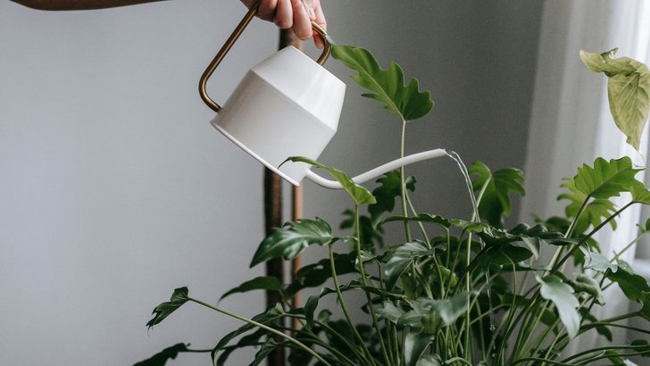 じょうろで観葉植物に水をやっているところ