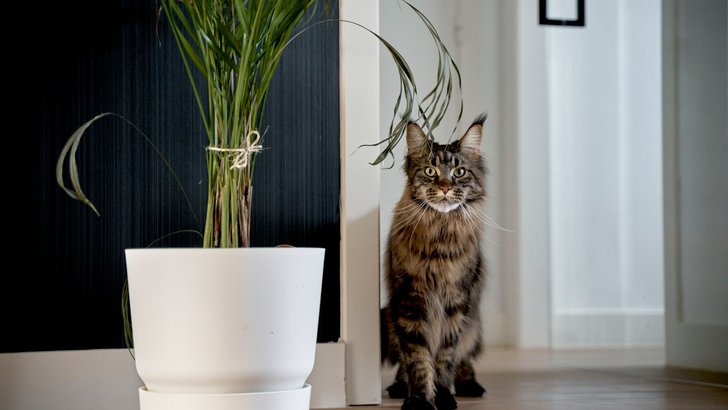 室内で、鉢植えの観葉植物のそばにいる猫