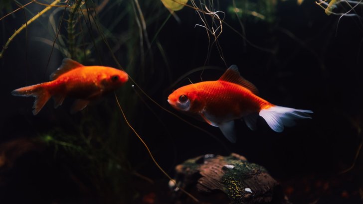 水槽のなかを泳ぐ2匹の金魚