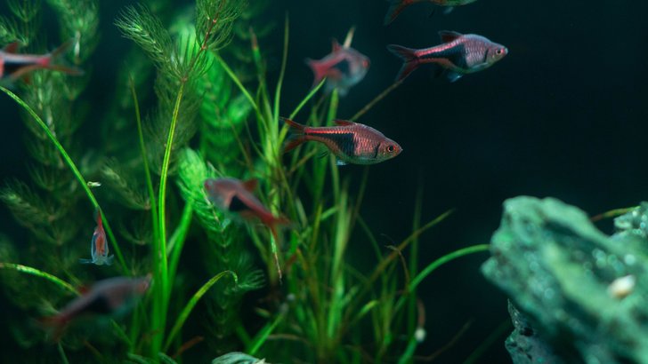 水草が茂る淡水の水槽を泳ぐ小型の熱帯魚