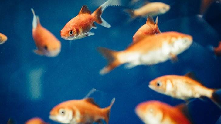青い水のなかを泳ぐ金魚たち
