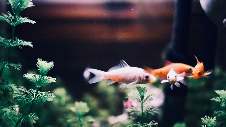 水草の茂る水槽を泳ぐ金魚