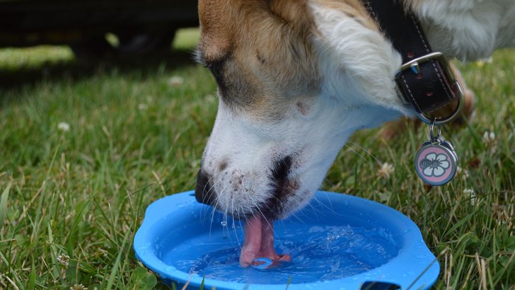 犬が器から水を飲んでいるところ