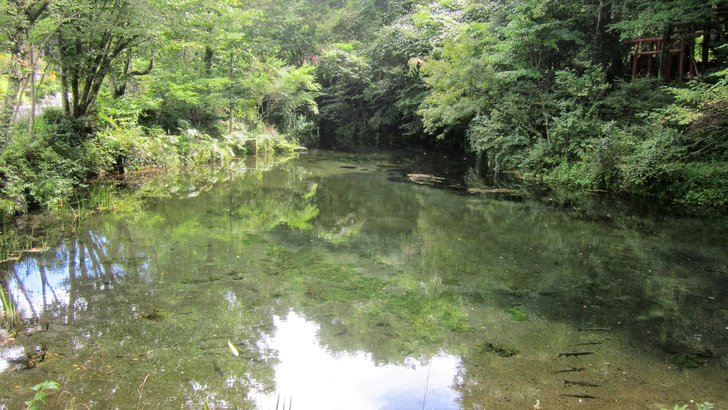 忍野村・忍野八海の出口池。森に囲まれた静かな水面に木々が映る