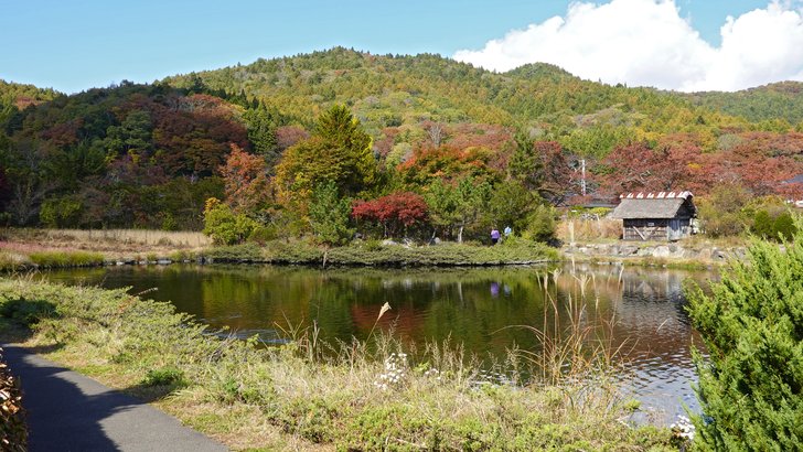 忍野村・忍野八海近くの鯉の池。秋の色に染まる山を背に、茅葺の小屋と水面が広がる