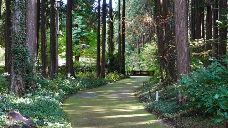 御殿場市東山の秩父宮記念公園。杉木立にはさまれた芝の小径が奥へ続く