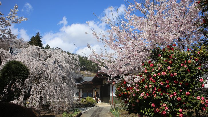 北杜市武川町の萬休院。しだれ桜と椿の花の奥に寺の屋根が見える