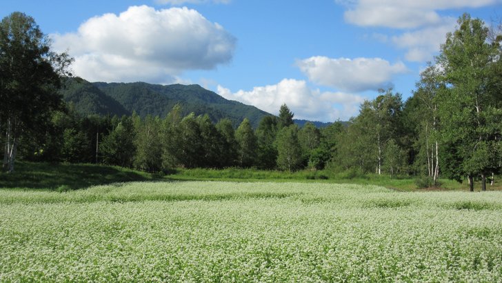 開田高原のそば畑。白い花の畑の向こうに白樺と山の森が続く
