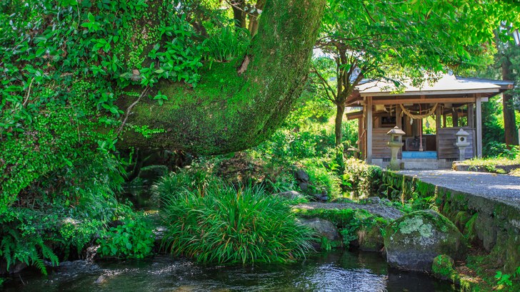 南阿蘇村の池の川水源。苔むした大木の下を澄んだ湧水の水路が流れ、奥に小さな祠の建物が立つ