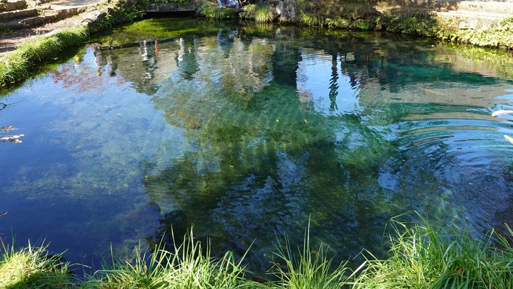 忍野八海・湧池。青く澄んだ水底と水草、岸辺の草むら