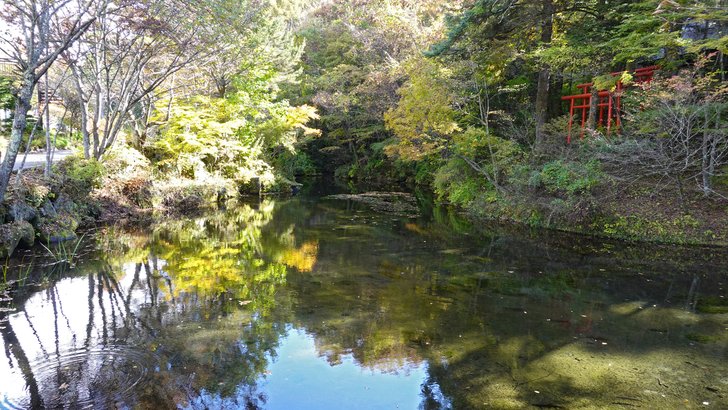 忍野八海・出口池。森に囲まれた最も広い池と紅葉の映り込み