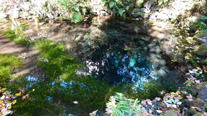 忍野八海・お釜池。八海で最も小さい池の深い青と落ち葉