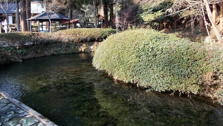 白川水源の湧水池。水底まで見える澄んだ水と、池を囲む木立