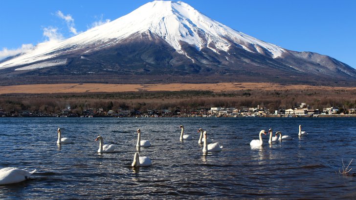 山中湖に浮かぶコブハクチョウの群れ。湖の向こうに雪をかぶった富士山と湖畔の集落